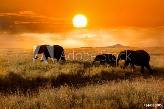 Picture of Family of elephants at sunset in the national park of Africa